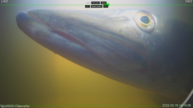 Foto: te zien is de kop van een snoek, met op de achtergrond het bruinige water in e vislift
