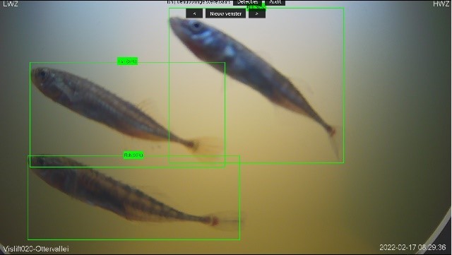 Foto: te zien zijn 3 kleine visjes in het bruine water van de vislift. Over de visjes heen zit een groen kader van de herkennissoftware die de vissen herkent als een stekelbaars.
